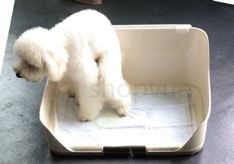 怎么养狗狗随地大小便视频 怎么养狗狗随地大小便视频