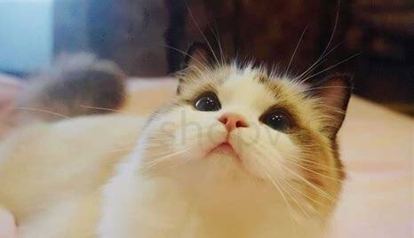 一个半月的小猫怎么养活 一个半月的小猫怎么养活