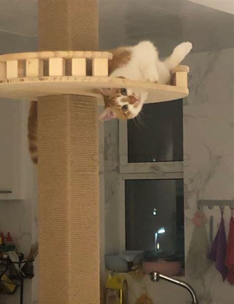 猫咪养在阳台冬天怎么办