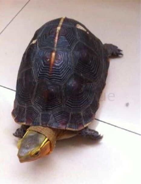 黄缘龟苗家庭怎么养