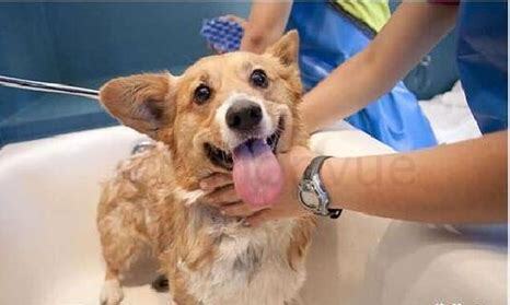 家里养狗怎么去狗腥味呢