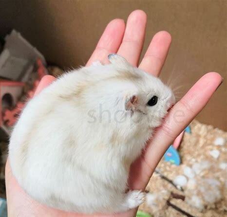 苍鼠咋养 苍鼠咋养