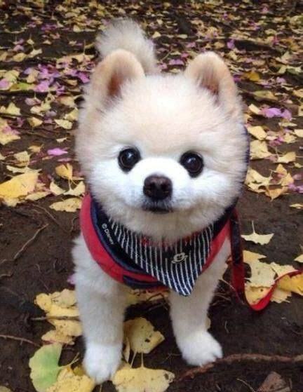 红狗是什么品种的狗