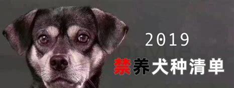 如果禁养犬养了会怎么样