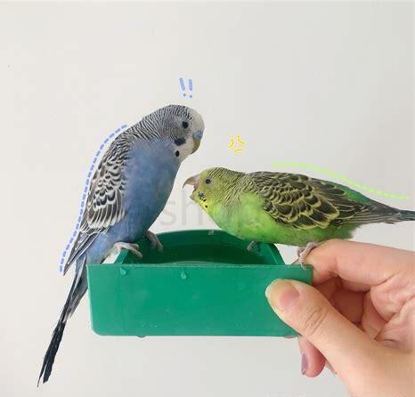 生鸟怎么养才叫得起来
