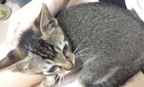 小猫养多久才认主人