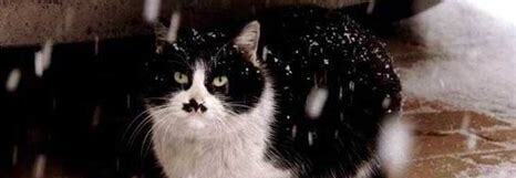 猫养在阳台冬天怎么办