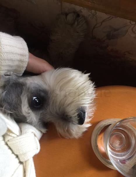 狗狗养久了会怎么样图片