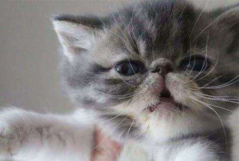 三个月的小猫怎么养