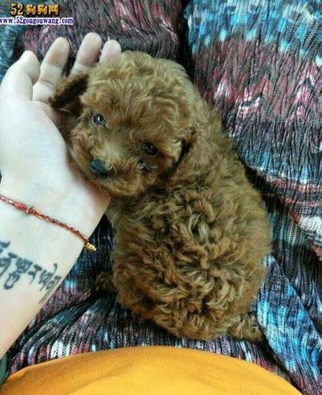 两个月的贵宾犬怎么养