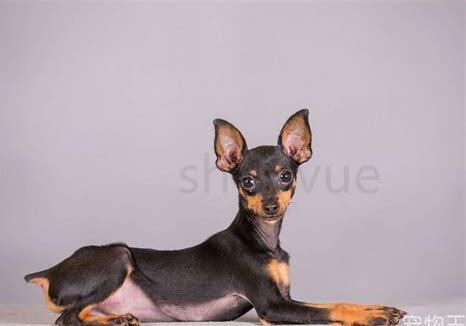 刚满月的小鹿犬怎么养