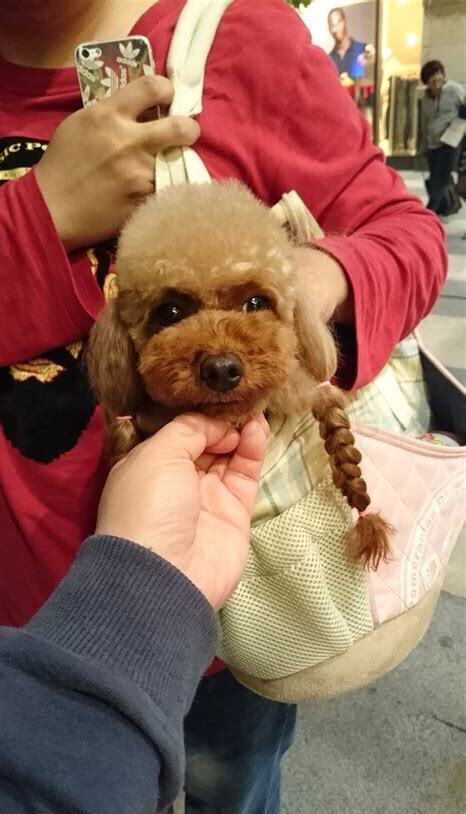 爱宠需知,爱宠怎么养