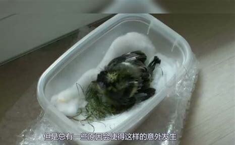 树上掉下来的小鸟怎么养 树上掉下来的小鸟怎么养