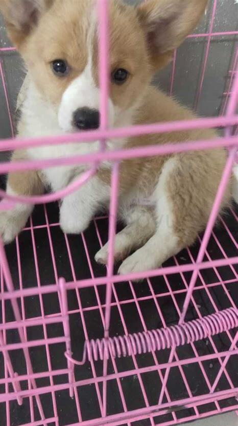 一个月的柯基怎么养活