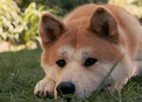 两个月的秋田犬怎么养