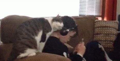 怎么把小猫养的很亲人的样子