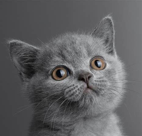 二个月小蓝猫怎么养