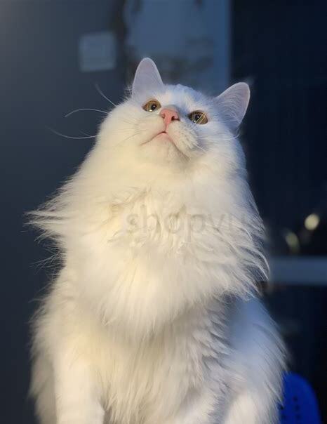 山东狮子猫要怎么养才能活