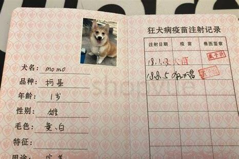 办养狗证的流程