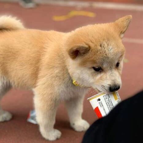 狗三个月怎么养胖 狗三个月怎么养胖