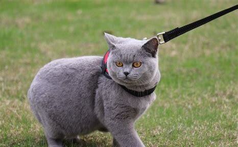英蓝短猫怎么养 英蓝短猫怎么养