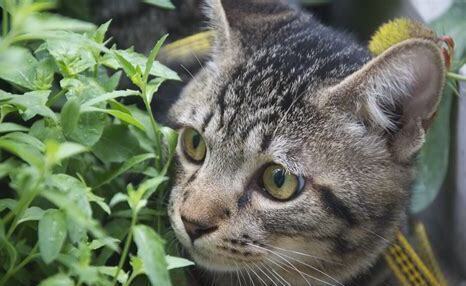 初养猫选什么猫比较好养