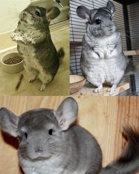 新手养龙猫怎么养