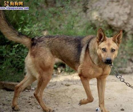 狼狗 怎么养