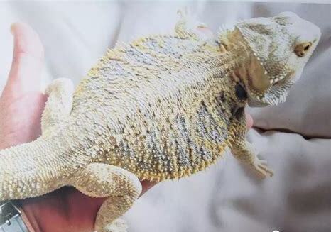 怎么养鬃狮