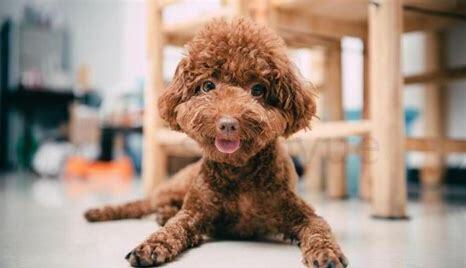 迪泰犬怎么养最好