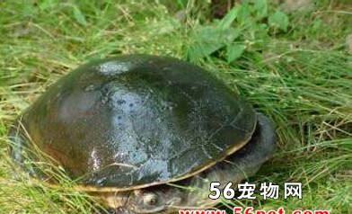 什么是纹面长颈龟,带你了解纹面长颈龟的习性特征与喂养等