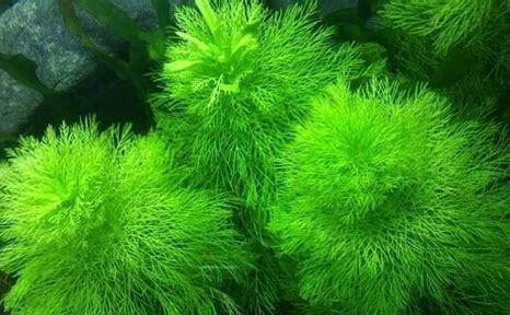 怎么样养水草