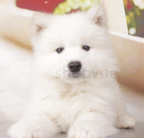 摩萨幼犬怎么养
