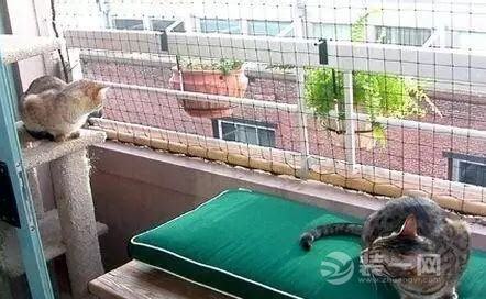 在阳台怎么养狗好