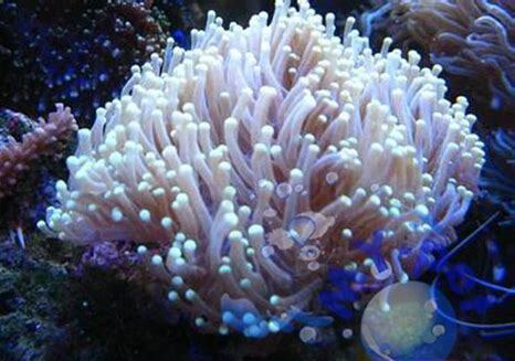 养海水鱼怎么调海水
