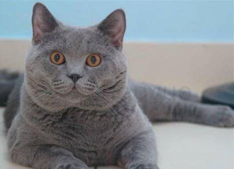 蓝猫英短怎么养胖