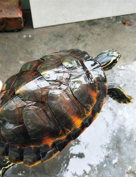 怎么养火焰龟