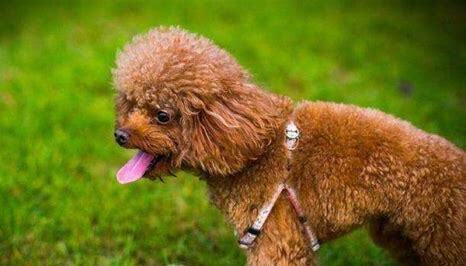 怎么养贵宾犬的方法大全