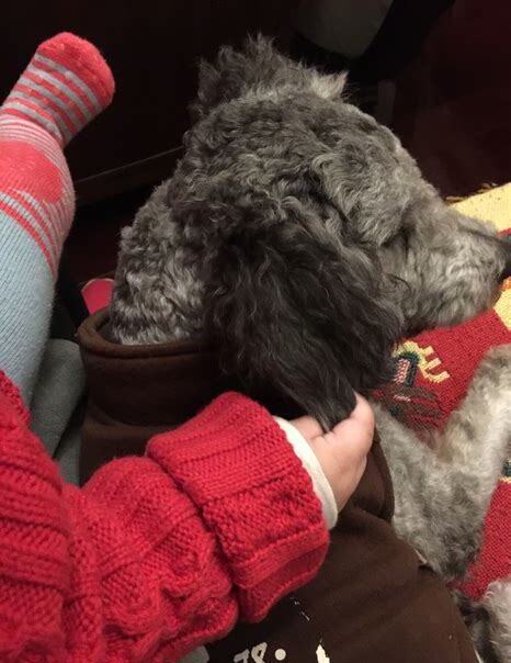 怀孕了怎么养狗