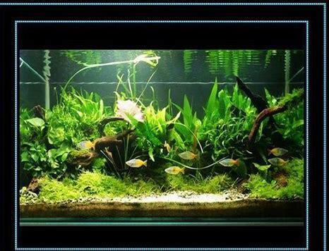 怎么在鱼缸养水草