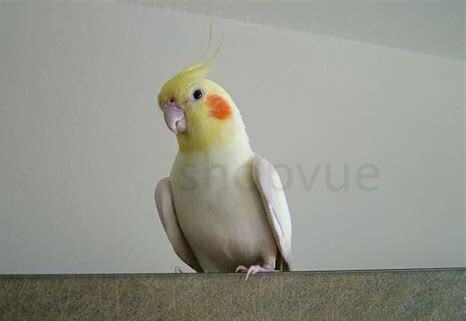 如何养野鸟