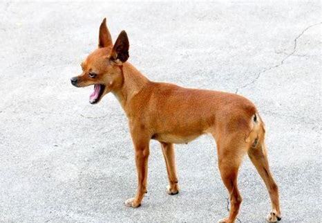 小鹿犬怎么养得好