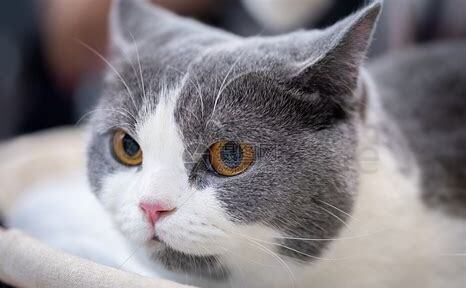 短英猫怎么养