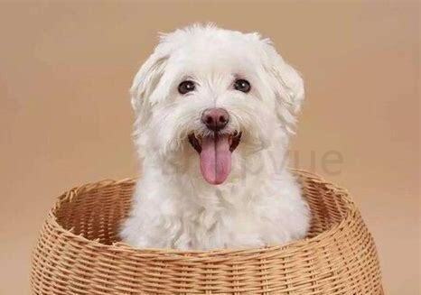 满月的狗狗怎么养活
