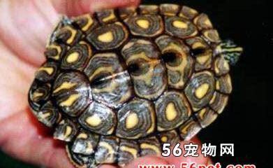 什么是黄斑地图龟,带你了解黄斑地图龟的习性特征与喂养等 什么是黄斑地图龟,带你了解黄斑地图龟的习性特征与喂养等