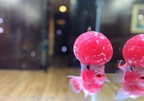 养罗汉怎么养
