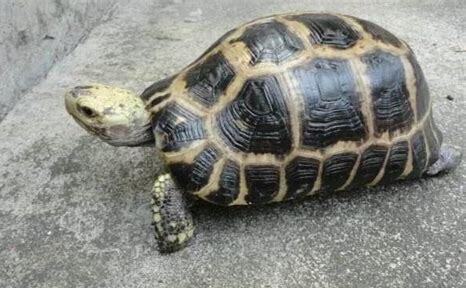缅甸龟怎么养视频 缅甸龟怎么养视频