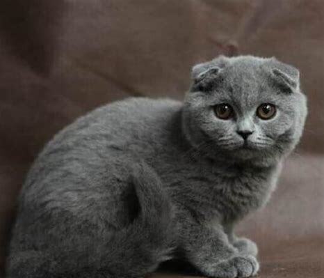 蓝猫英短怎么养