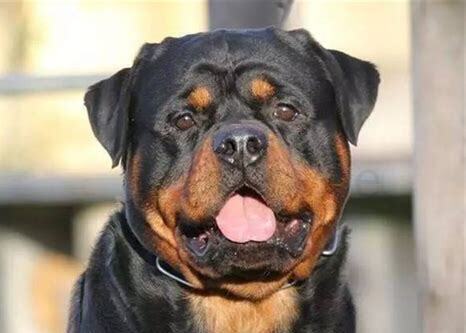 如何饲养罗威纳犬 注意这几个阶段
