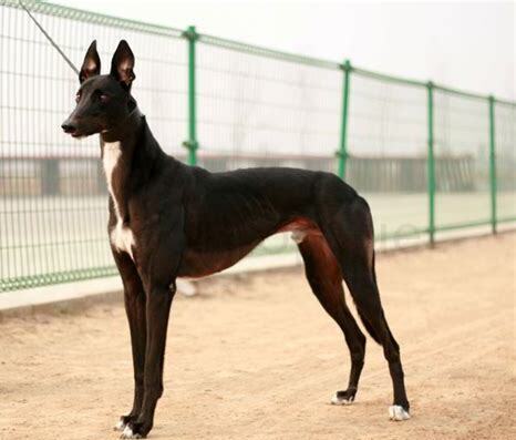 灵缇犬怎么养灵缇犬饲养方法及智商排名